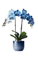 lindo azul orquídea flor dentro cerâmico Panela. ai gerado png