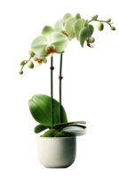 hermosa verde orquídea flor en cerámico maceta. ai generado png