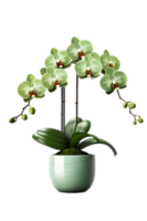 Beautiful green orchid flower in ceramic pot. ai generated png