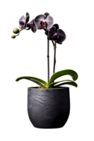 Beautiful black orchid flower in ceramic pot. ai generated png