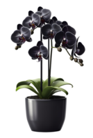 Beautiful black orchid flower in ceramic pot. ai generated png