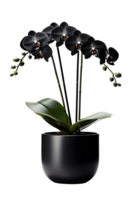 Beautiful black orchid flower in ceramic pot. ai generated png