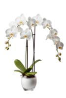 schön Weiß Orchidee Blume im Keramik Topf. ai generiert png