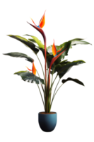 bird of paradise plant on pot. Strelitzia. ai generated png