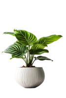 Calathea house plant on ceramic pot. ai generated png