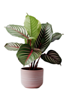 Calathea Haus Pflanze auf Keramik Topf. ai generiert png