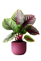 Calathea Haus Pflanze auf Keramik Topf. ai generiert png