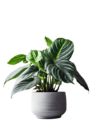 Calathea house plant on ceramic pot. ai generated png