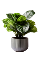 Calathea Haus Pflanze auf Keramik Topf. ai generiert png