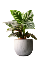 Calathea house plant on ceramic pot. ai generated png