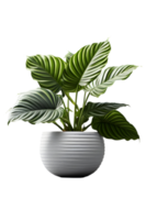 calathea casa planta en cerámico maceta. ai generado png