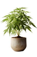 Marihuana Cannabis Pflanze auf Keramik Topf. ai generiert png