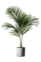 Kentia palm tree on ceramic pot. ai generated png