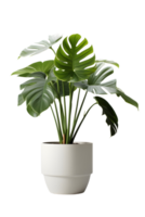 monstera planta en cerámico maceta. ai generado png