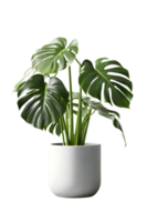 Monstera plant on ceramic pot. ai generated png