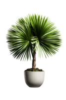 Licuala grandis plant on ceramic pot. ai generated png