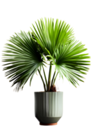 Licuala grandis plant on ceramic pot. ai generated png