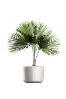 Licuala grandis plant on ceramic pot. ai generated png