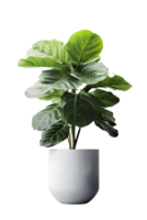 House plant on ceramic pot, indor plant. ai generated png