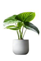 House plant on ceramic pot, indor plant. ai generated png