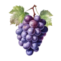 watercolor fruit fresh grapes branch. ai generated png