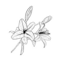 Vector illustration of branch of a blooming lily and two buds. Black outline of petals