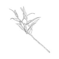 Vector illustration of lily flower branch with buds. It is ready to open. Black outline of petals