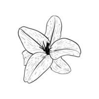 Vector illustration of lily flower in full bloom. Black outline of petals