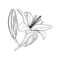 Vector illustration of lily flower in full bloom and two buds on stem. Black outline of petals