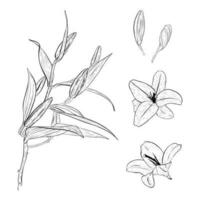 Vector illustration set of lily flowers in full bloom