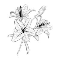 Vector illustration of lily flowers bouquet in full bloom. Black outline of petals