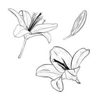 Vector illustration set of lily flowers in full bloom and lilly bud. Black outline of petals