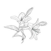 Vector illustration of big branch of a blooming lily. Black outline of petals