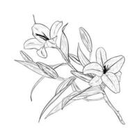 Vector illustration of big branch of a blooming lily. Black outline of petals