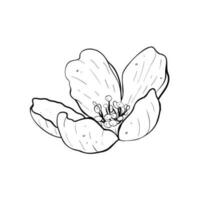 Vector illustration of flower of cherry, sakura, apple, plum, wild cherry plum, bird cherry. Black outline of petals, graphic drawing. For postcard, design and composition, decoration, prints, sticker