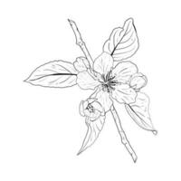 Vector illustration of blooming branch of cherry, sakura, apple, plum, wild cherry plum, bird cherry. Realistic black outline of flowers, buds and leaves, graphic drawing. For cards, printing, sticker