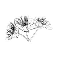 Vector illustration of three flowers of cherry, sakura, apple, plum, wild cherry plum, bird cherry. Realistic black outline of petals and stems, graphic drawing. For cards, composition, print, sticker