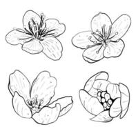 Vector illustration set of four flowers of cherry, sakura, apple, plum, wild cherry plum, bird cherry. Black outline of petals, graphic drawing. For postcard, design and composition, printing, sticker