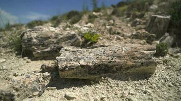 Petrified forest in which tree trunks have fossilized video