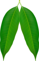 Mango Blatt und Ringelblume Blume Dekoration png