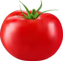 Fresco orgánico maduro tomate png