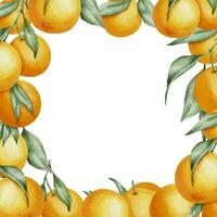 Orange Fruits Square Frame. Hand drawn watercolor illustration of Border with Citrus branches on white isolated background. Drawing with tangerines and clementine with green leaves for icon or logo vector