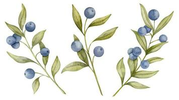 Set of Blueberry branches. Hand drawn watercolor illustration of Blue Berry fruits and green leaves on white isolated background. Drawing of Bilberry. Sketch of huckleberry or blackberry for clipart vector