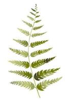 Fern watercolor illustration. Hand drawn drawing of Forest wild Plant for greeting cards or invitations on white isolated background. Green woodland Leaf for icon or logo. Aquarelle botanical sketch vector