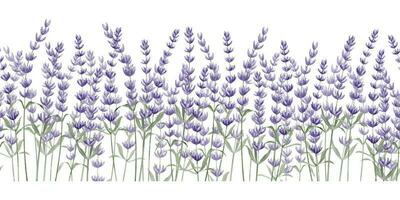 lavanda sin costura frontera en blanco aislado antecedentes. mano dibujado acuarela ilustración de provence flores para marcos floral Lavandula modelo para bandera o botánico diseño. botánico fondo vector