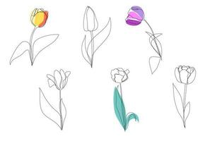 Set beautiful blossoming tulip flower in continuous line art drawing style. Minimalist black linear sketch isolated on white background. Vector illustration.