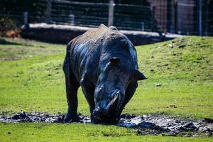 White rhinoceros. Mammal and mammals. Land world and fauna. Wildlife and zoology. photo