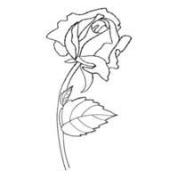 Flower rose. Hand drawn bud with leaf. Vector illustration. linear plant for design, decor and decoration.