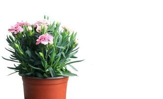 Pot of carnation for mother on mother day against white photo