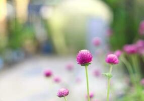 naturaleza antecedentes - gomphrena globosa, globo amaranto, soltero botón foto